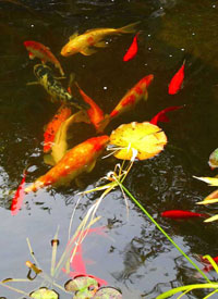 Fish Amphibians