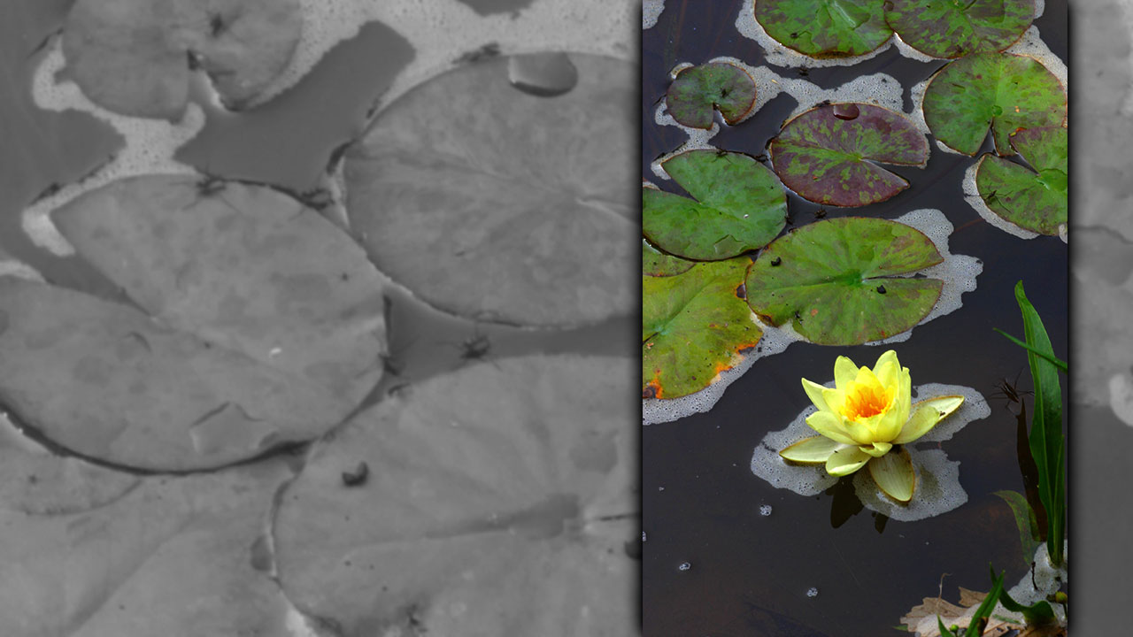 water-features
