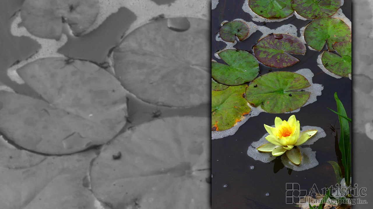 Bogs Plants & Fish 01