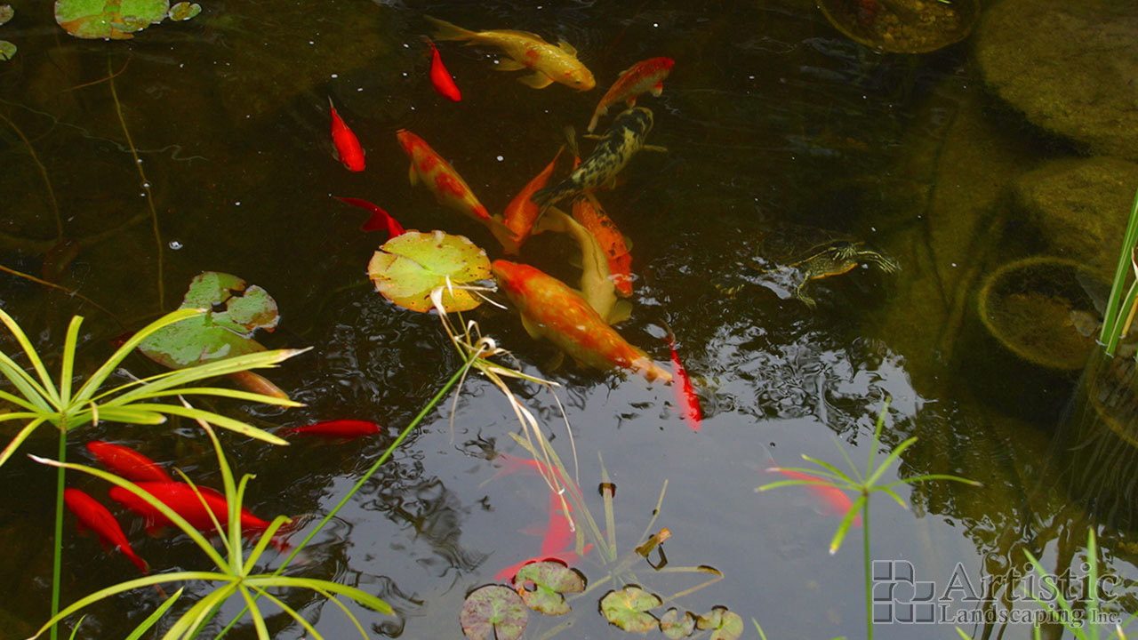 Ponds03