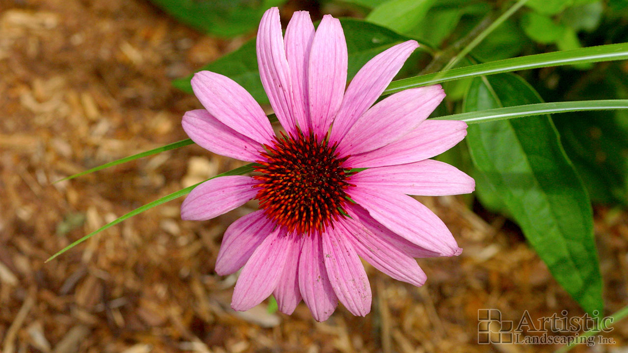 Garden Beds Plantings 08