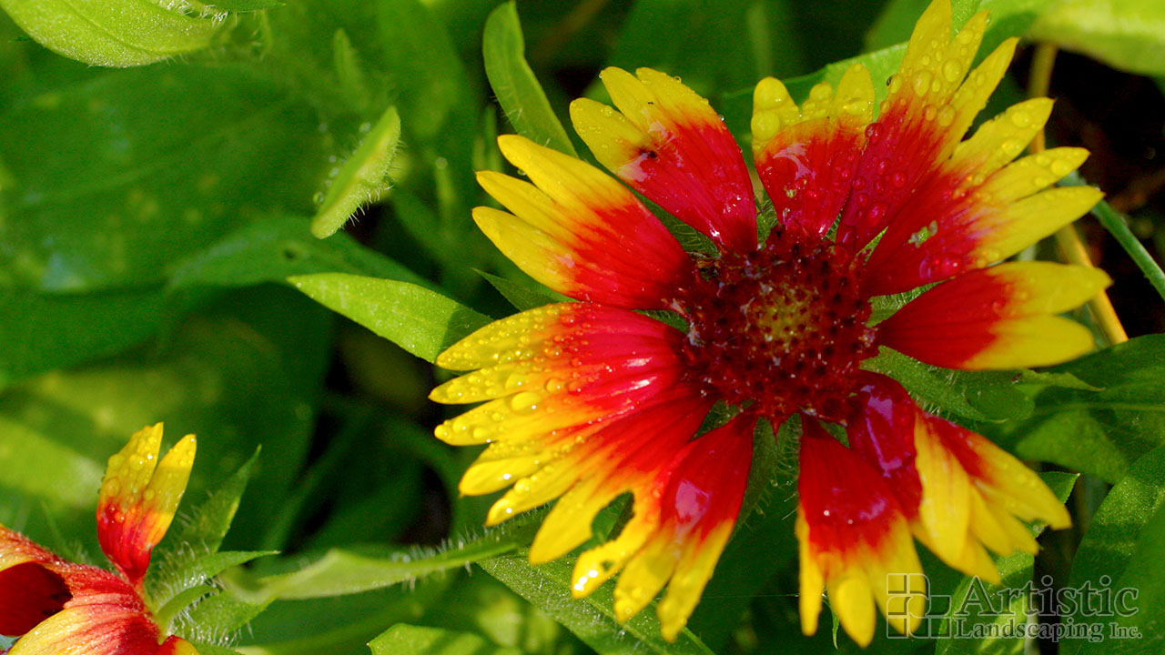 Garden Beds Plantings 10