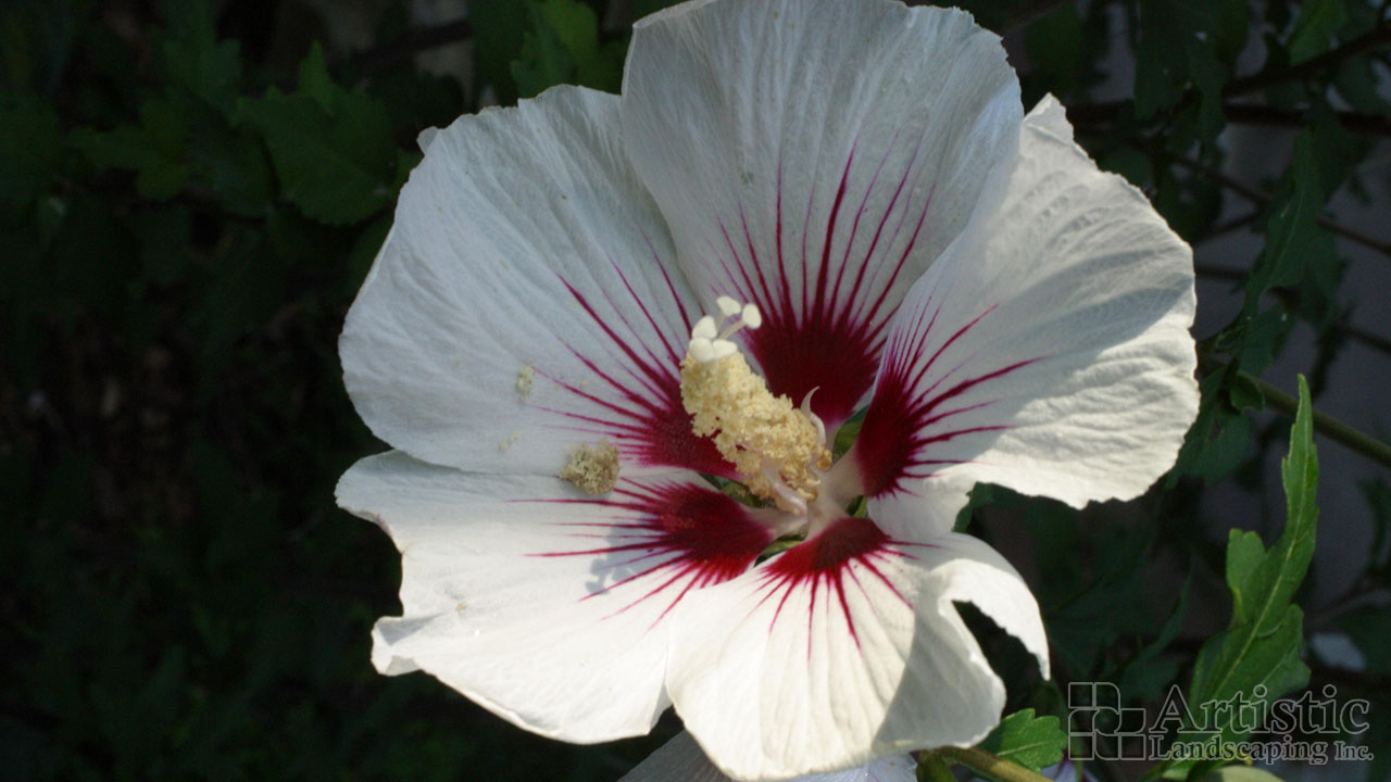 Garden Beds Plantings 11